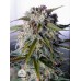 Tangie’Matic - FastBuds